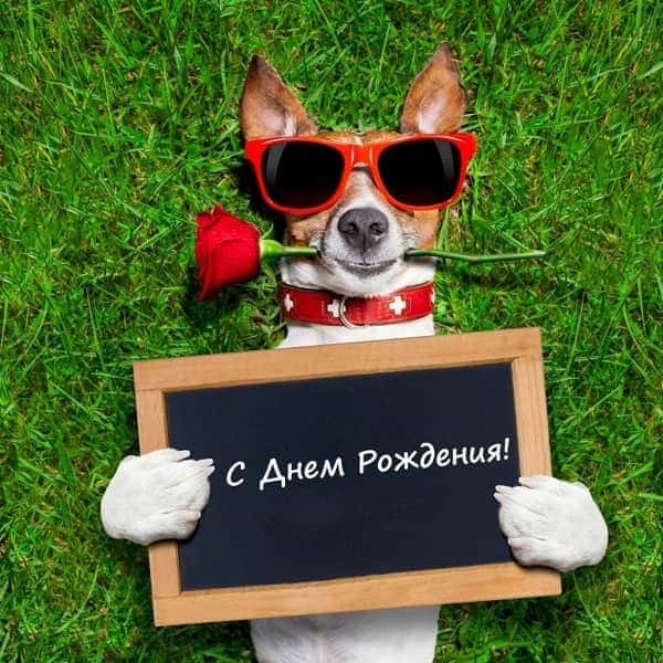 собака поздравляка