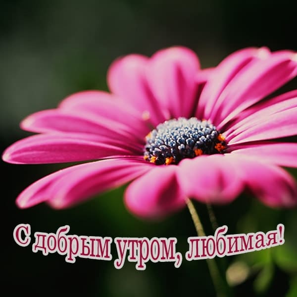 С добрым утром картинки с пожеланиями девушке_7