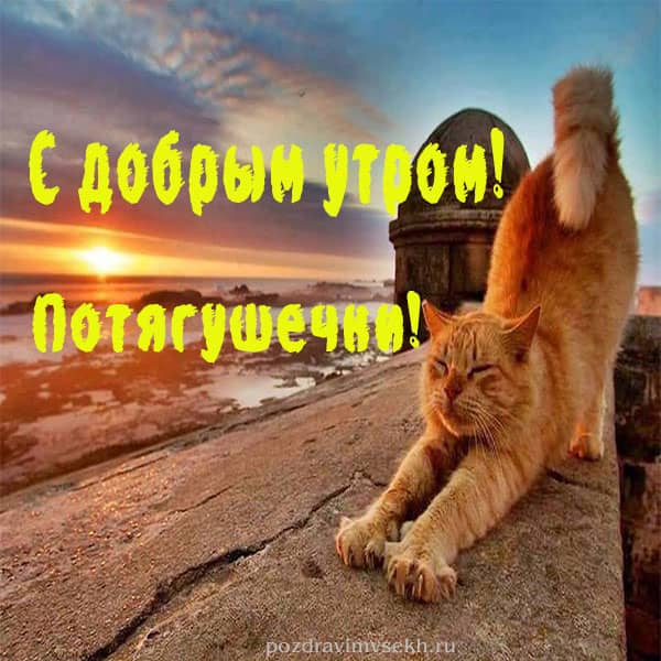 картинка с добрым утром потягушечки, кот потягивается
