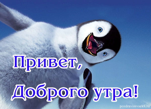 пингвин на картинке привет, с добрым утром