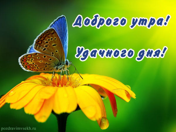 доброго утра удачного дня, картинка с цветком и бабочкой