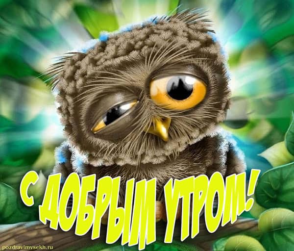 с добрым утром картинка с совой