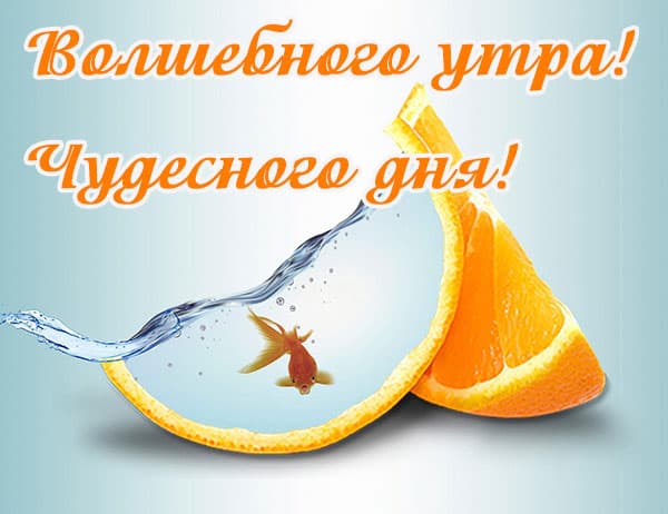 волщебного утра, чудесного дня, золотая рыбка в апельсине фэнтези