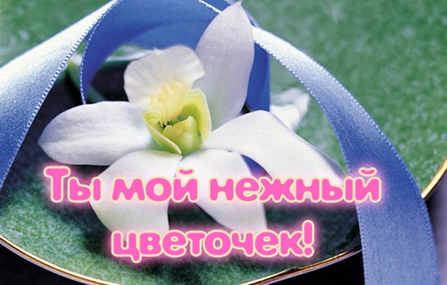 комплимент девушке ты мой нежный цветочек