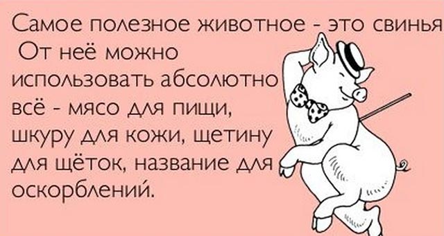 свинья самое полезное животное